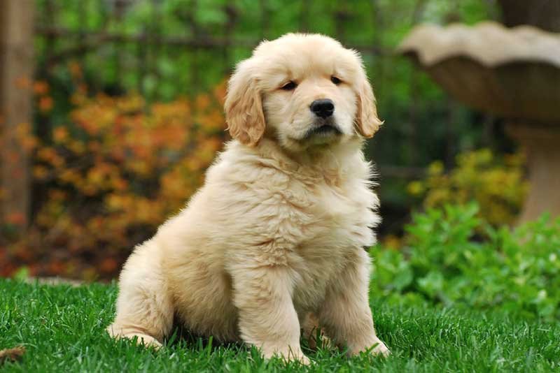 Dog Sale WhatsApp Group Link