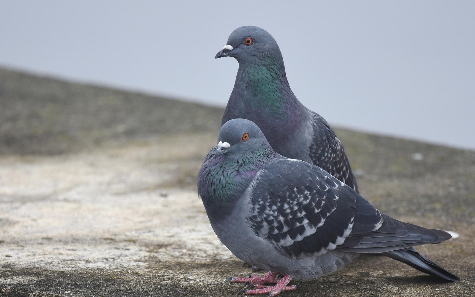 Pigeon WhatsApp Group Link